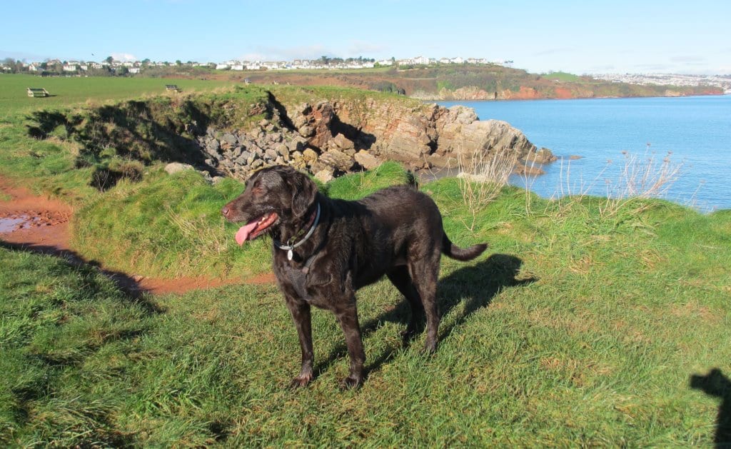 A Barking Mad Dog Walker Barking Mad