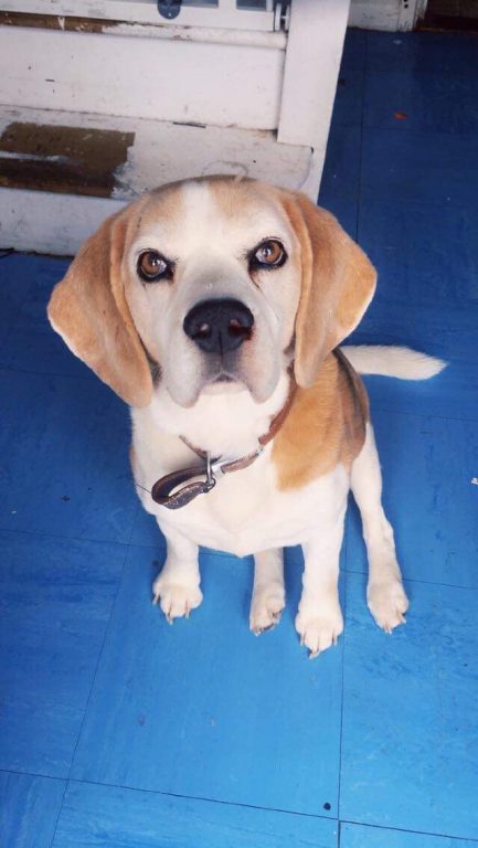 Otto Dog sitting Chichester home boarding barking mad jane harrison beagle