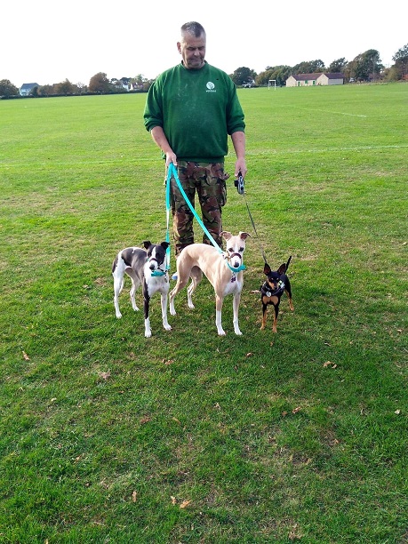 Pixie Dog sitting Chichester barking mad home boarding jane harrison