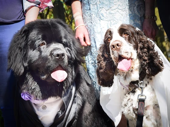 Barking Mad dog sitting customers get married 