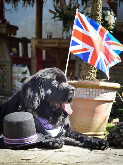 Dog sitters customer Prince Harry the Newfoundland
