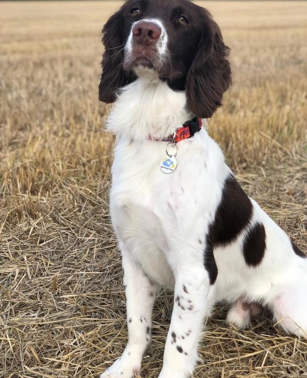 Bodie barking mad cotswolds springier spaniel dog sitting