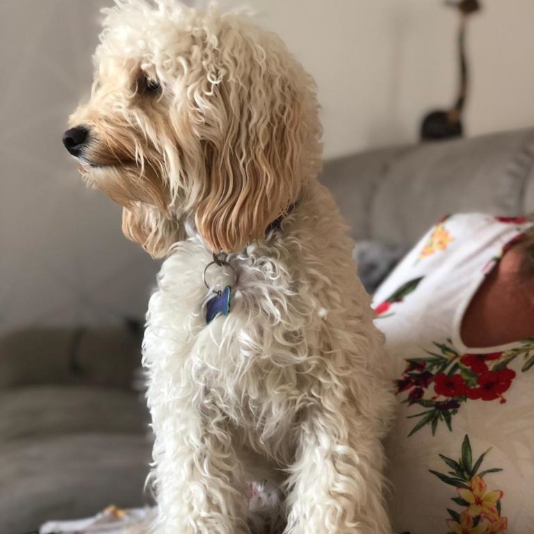 Honey barking mad cotswolds cockapoo