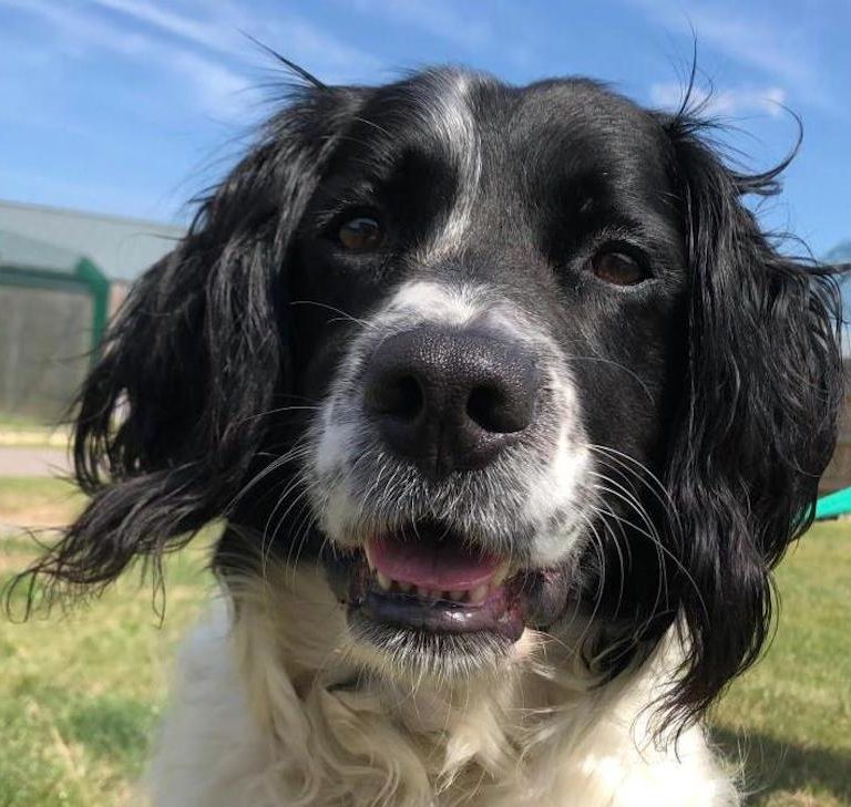 Jilly barking mad cotswolds springer spaniel dog sitting