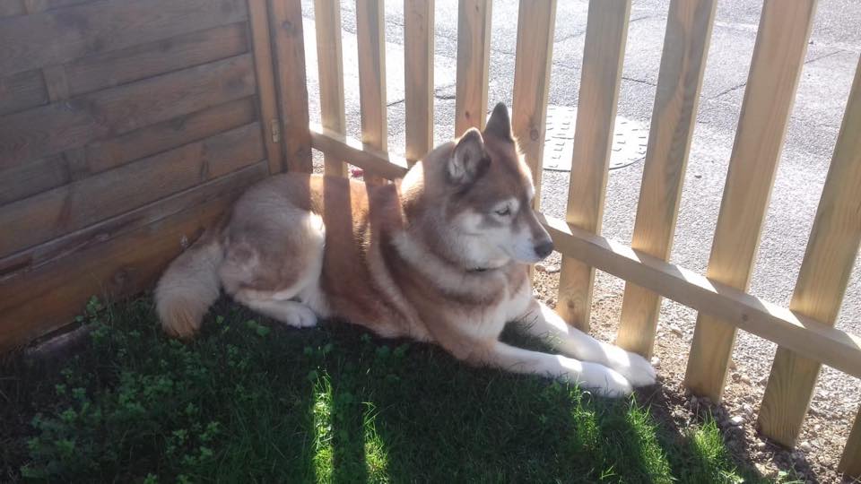 Barking Mad Newark, Sherwood Dog Sitting News