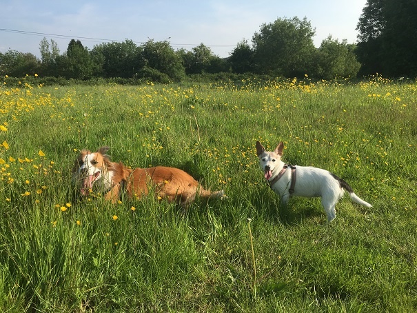 2 Dogs In Field