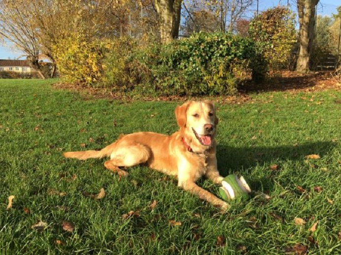 Barking Mad Bristol Home boarding dog sitting john johnson Barney Loves To Play Ball Too