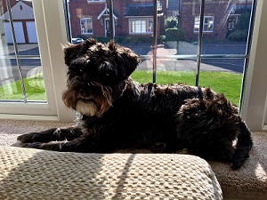 Sue Seward miniature schnauser sat on the windowsill home boarding dog sitting