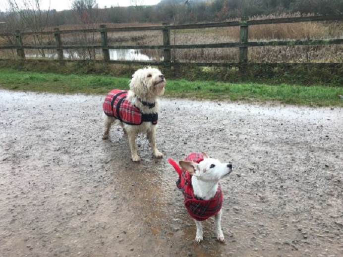 Matching Coats! Barking Mad Dog sitting home boarding North Bristol John Johnson holiday for dogs