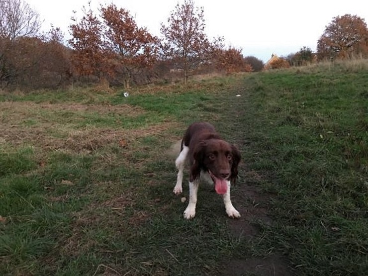 Barking Mad Bristol Home boarding dog sitting john johnson Oscar Is Always Ready To Play