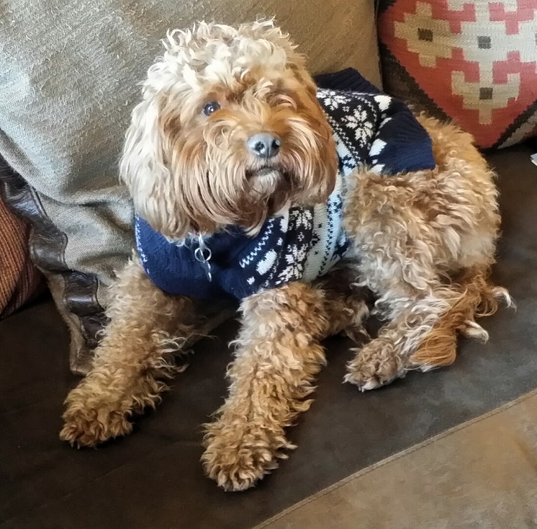 Humphrey the cocakpoo barking mad dog sitting home boarding Newcastle