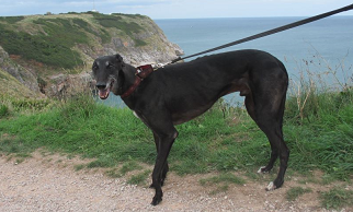 Tommy greyhound walking barking mad dog sitting home boarding plymouth