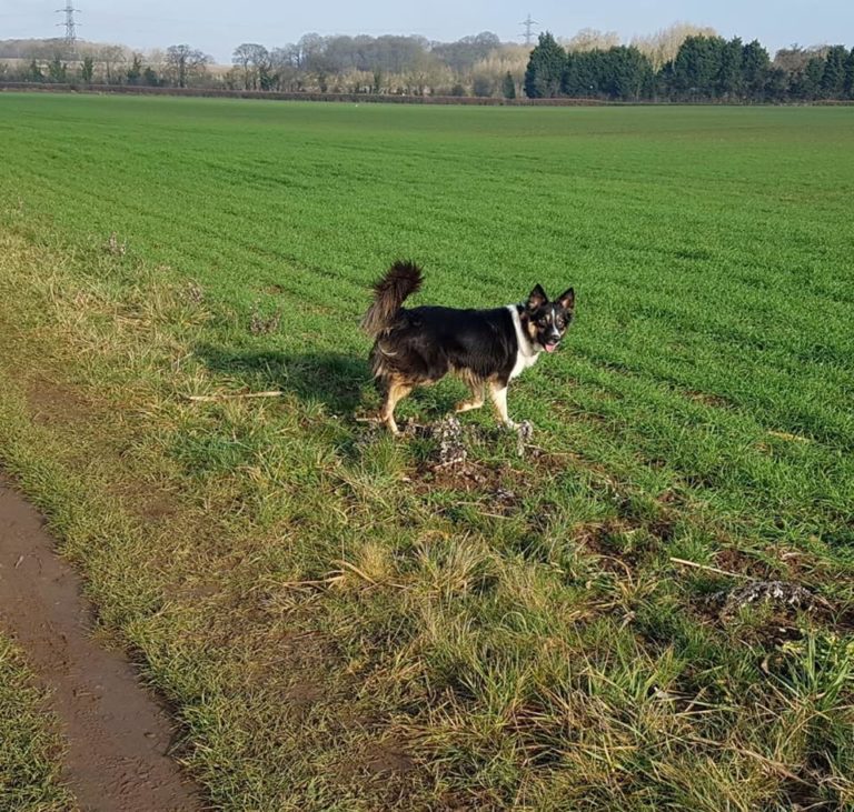 Barking Mad Dog sitting home boarding collie 