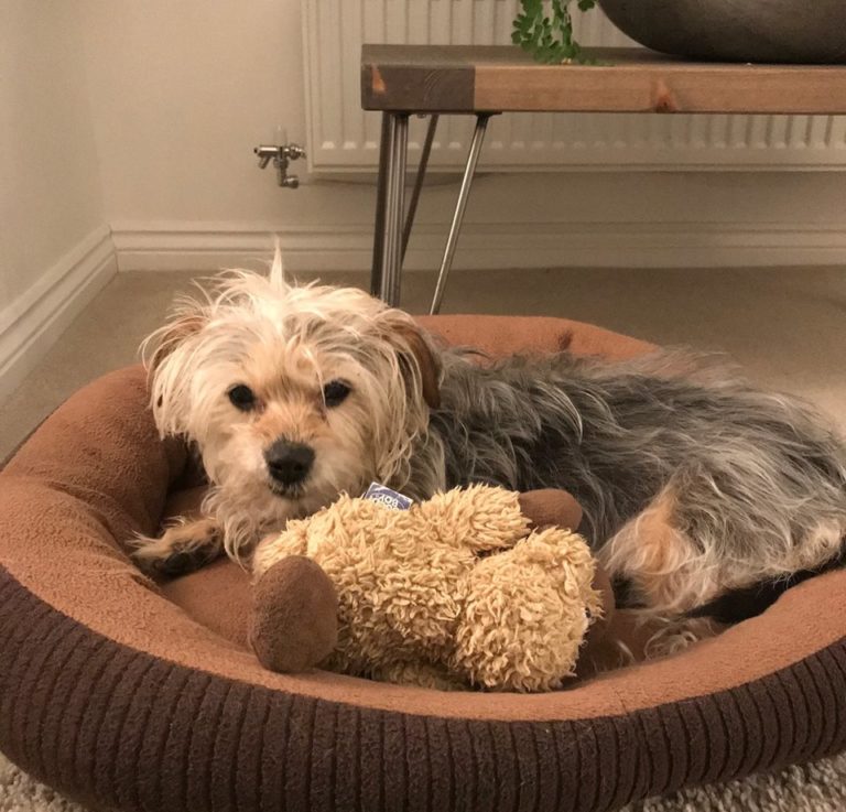 Bella The JRT x Yorkie Enjoying A Rest With Teddy After A Busy Day Barking Mad Oxfordshire dog sitting home boarding holiday