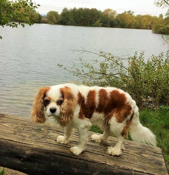 Barking Mad dog sitting home boarding chester cavalier kin charles spaniel