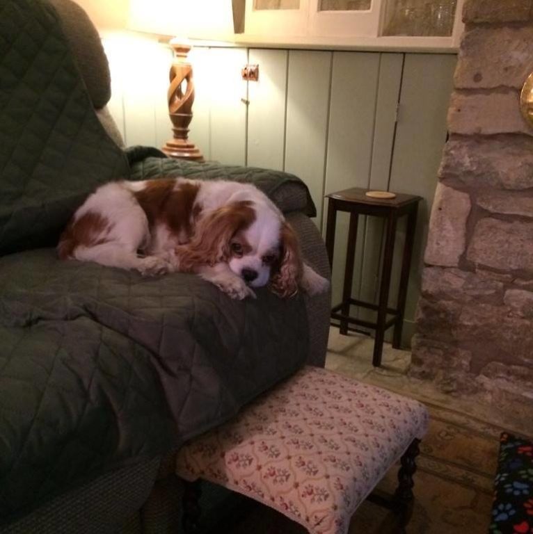 Barking Mad dog sitting home boarding chester cavalier kin charles spaniel