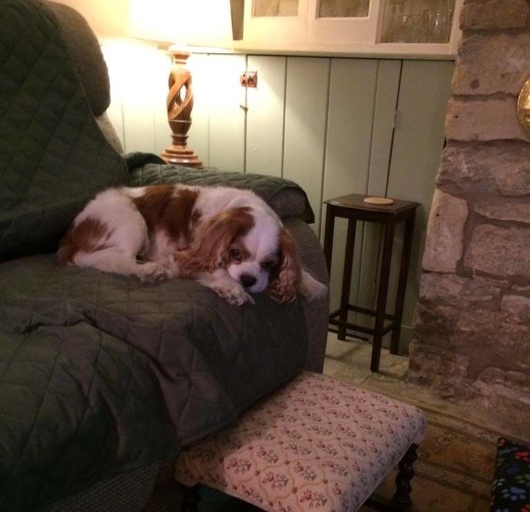 Chester The Cavalier King Charles Spaniel In His Favourite Comfy Spot On Host Carole’s Sofa! Barking Mad Oxfordshire dog sitting home boarding holiday