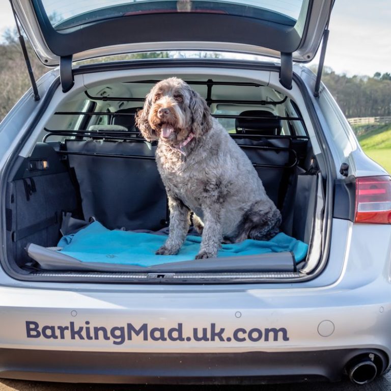 Dog In Car Barking Mad Nottingham