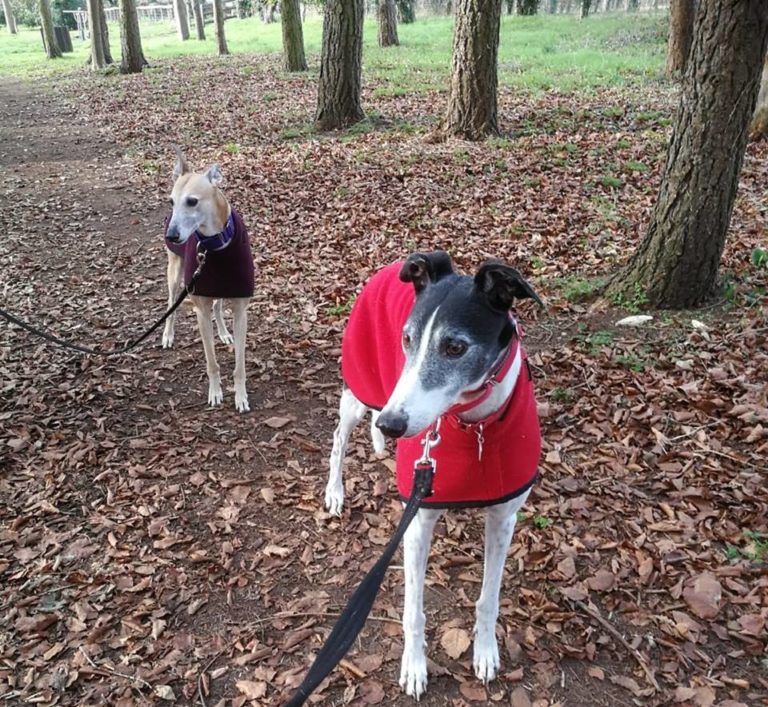 Barking mad dog sitting home boarding greyhound lurcher