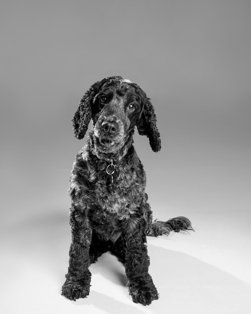 Barking Mad Brady Blue Roan Cocker spaniel