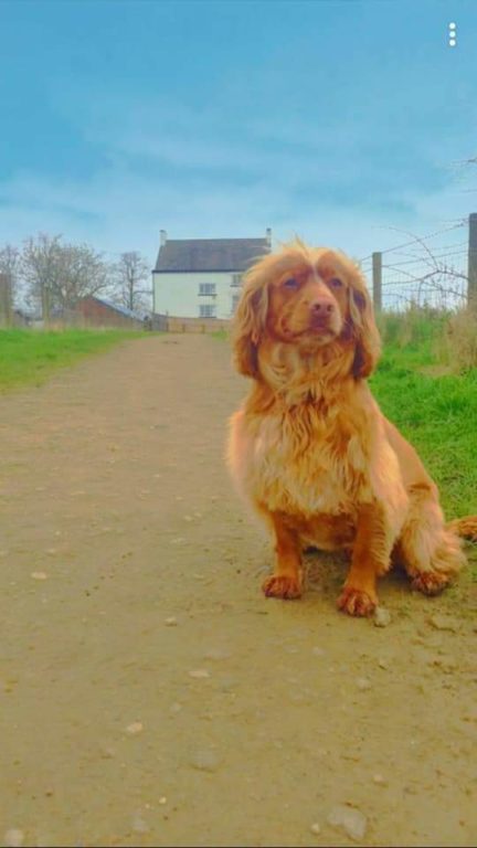 Maddie At Byrom Wood Barking Mad Dog Sitting Home Boarding Wigan Sam Evans