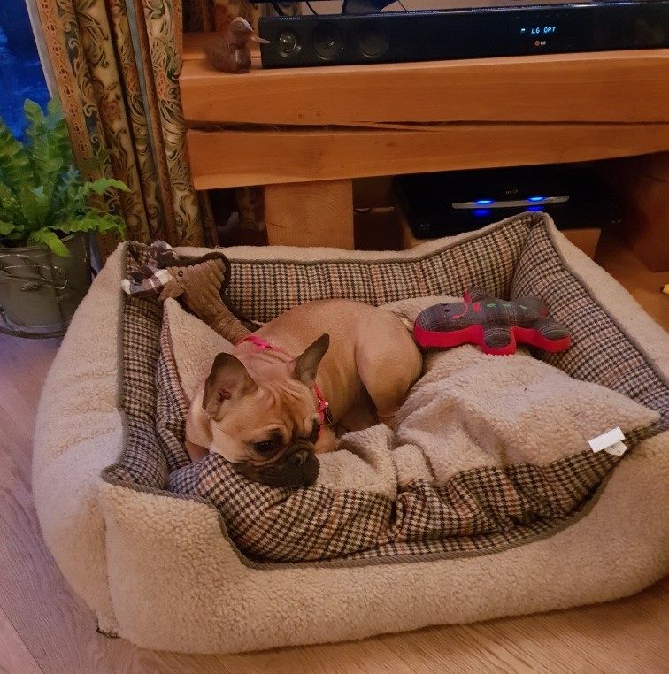 Ruby The Frenchie Relaxing On Her Trial Sleepover With Host Jenny Barking Mad Oxfordshire dog sitting home boarding holiday