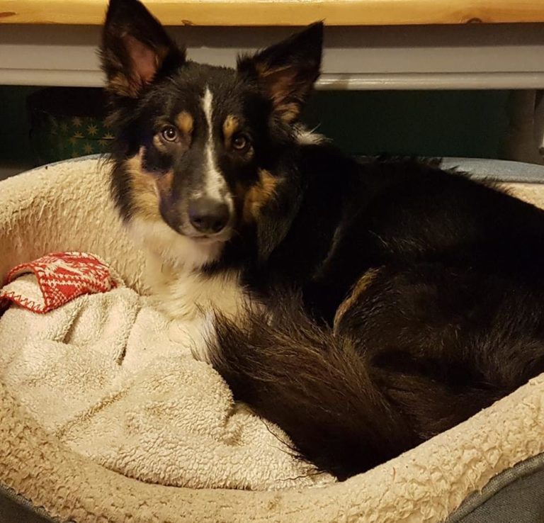 Barking Mad Dog sitting home boarding collie