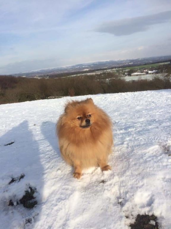 The Fox At Billinge Lump Barking Mad Dog Sitting Home Boarding Wigan Sam Evans