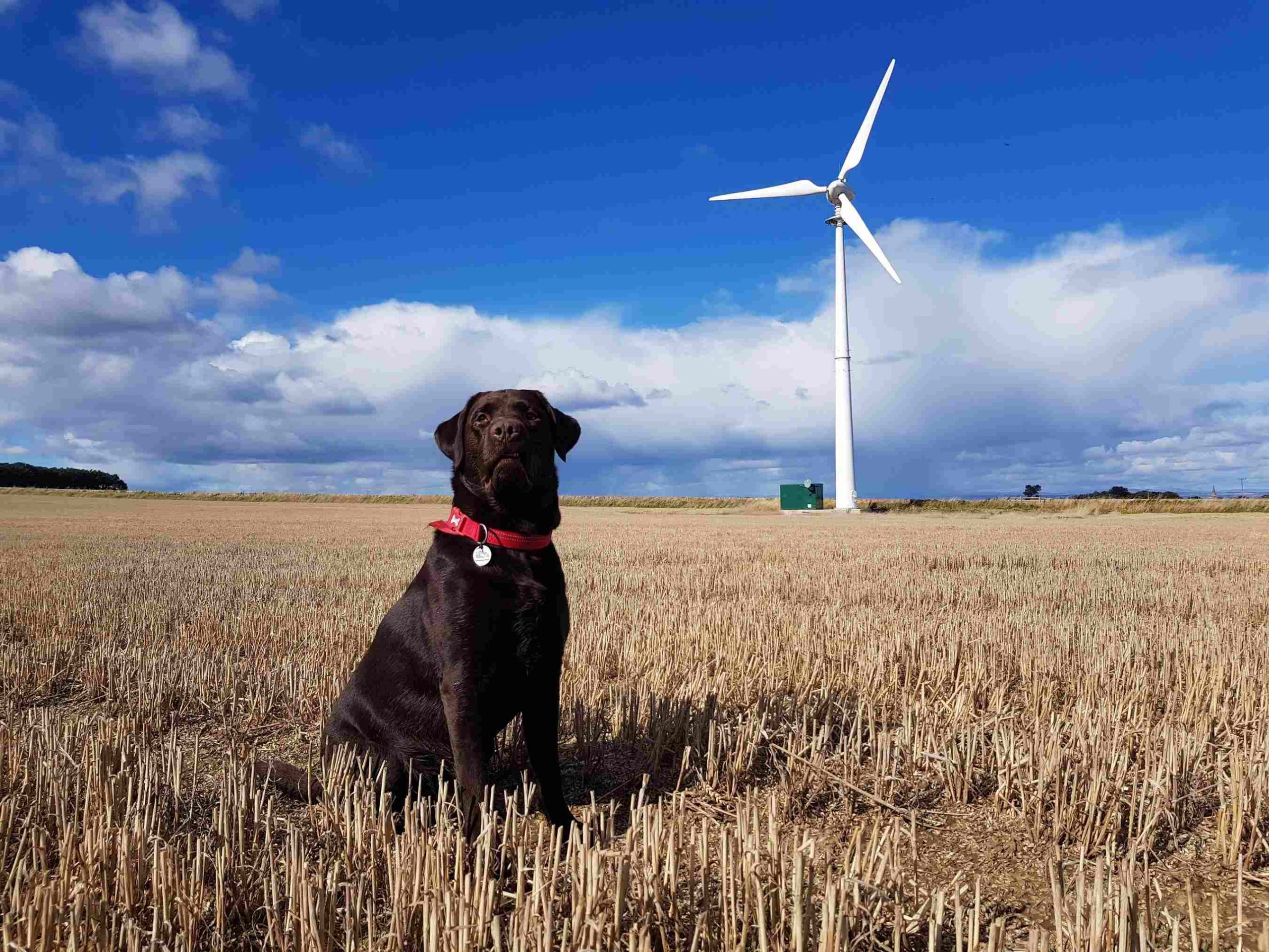 labrador in corn field windmill blue skies barking mad dog sitting home boarding