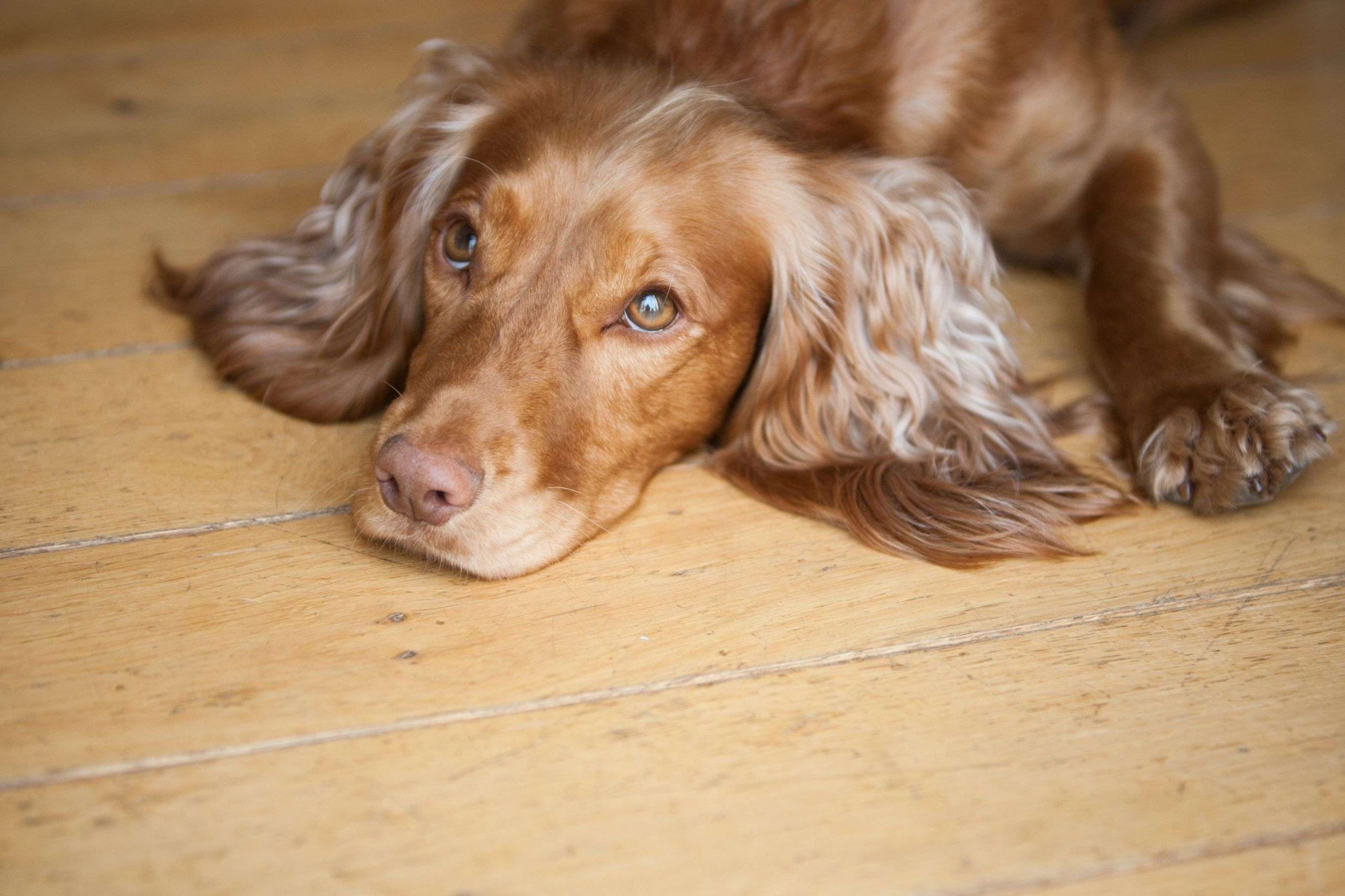 Cocker Spaniel Lying Wooden Floor Barking Mad Dog Sitting Web