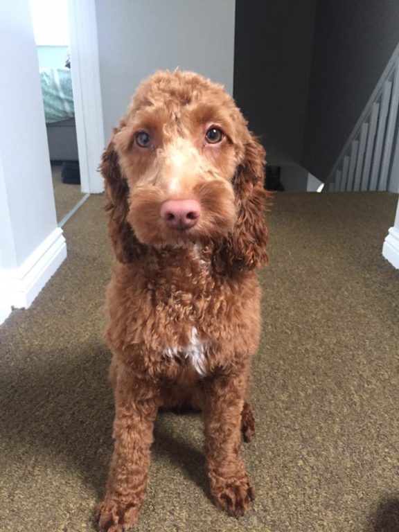 Nellie cockapoo south norwich home from home do boarding