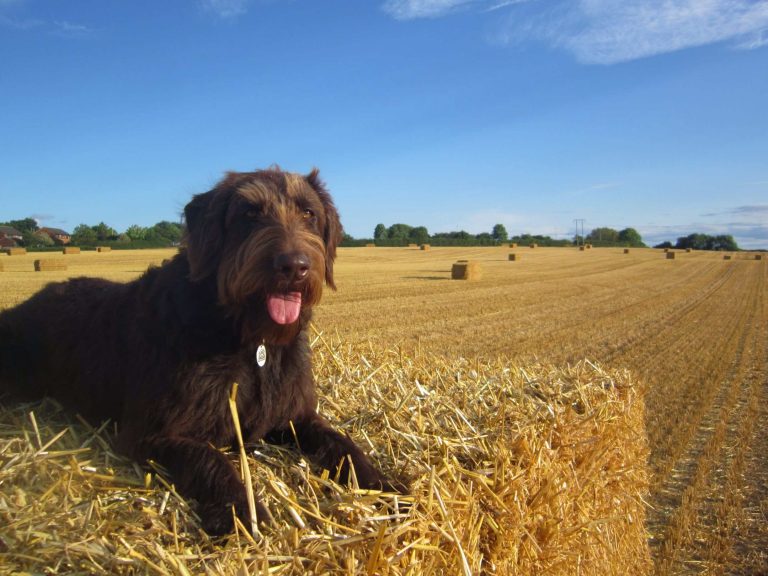 Labradoodle Dog Summer Hay Bale Home Boarding Barking Mad