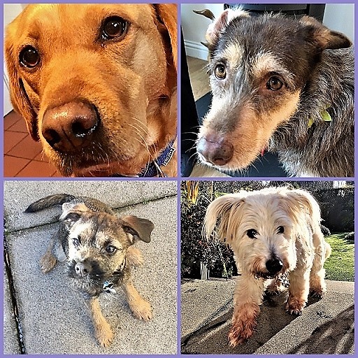 1 Some Of Our Latest Additions To The Barking Mad Banbury Fold. Here's Dizzie Coco Bunty And Boomer Enjoying Their First Local Dog Boarding Holiday (1)