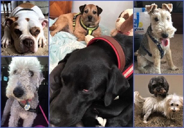 Barking Mad Banbury Dog Boarders Coffee Morning (2)