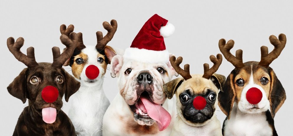 Barking Mad Banbury Dogs At Christmas Team photo