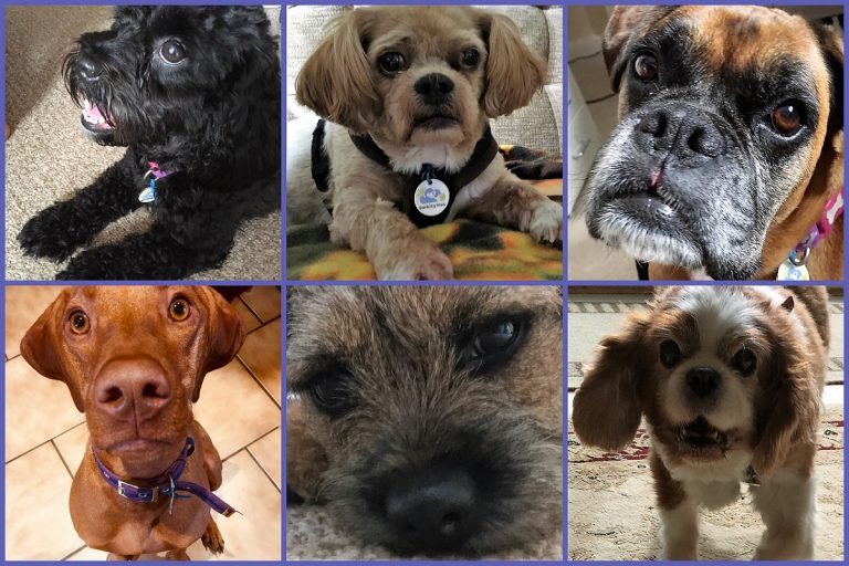 3.A montage of just some of the pooches our dog sitters have enjoyed on a Barking Mad Banbury holiday.