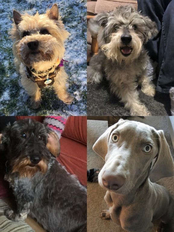 Barking Mad Banbury Angus Benny Bluebell And Clem