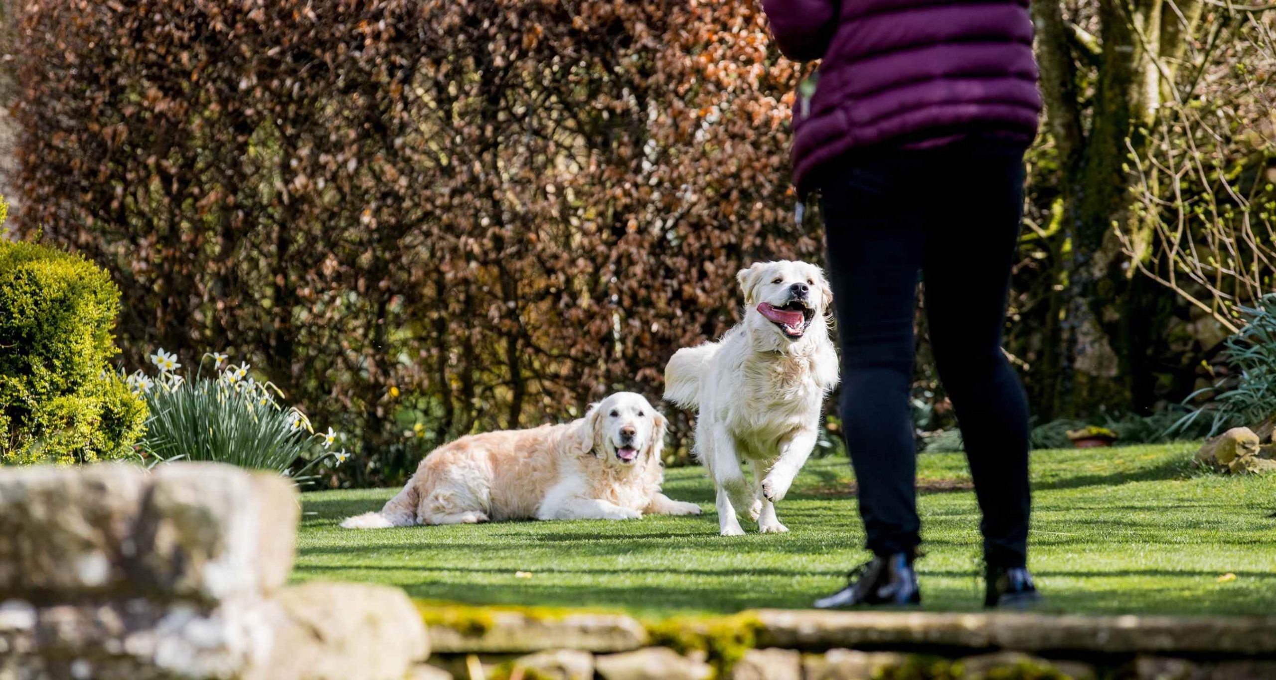 Barking Mad Golden Retrievers Running Garden Dog Sitting 1