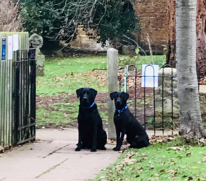 Bella And Ollie Barking Mad dog Sitting Home Boarding Stratford Upon Avon Colette Crawley host family