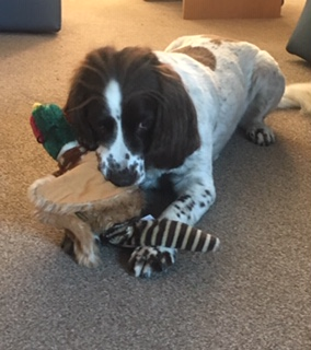 Casper Enjoys Games With His Toy Pheasant On His Holiday