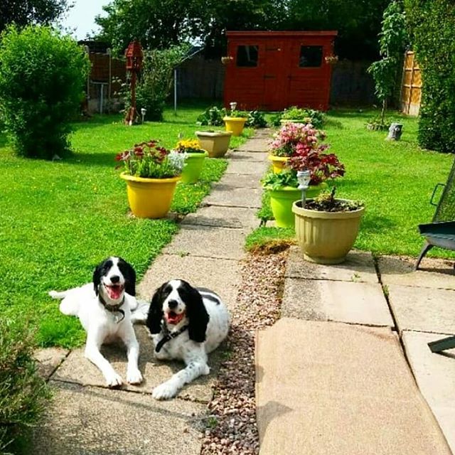 Coffee Morning Barking Mad Telford Anne Kessell dog sitting home boarding