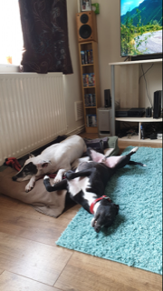 Ernie Enjoyed Lots Of Relaxation With Willow On His Barking Mad Holiday Barking mad dog sitting home boarding colette crowley stratford upon avon warwick