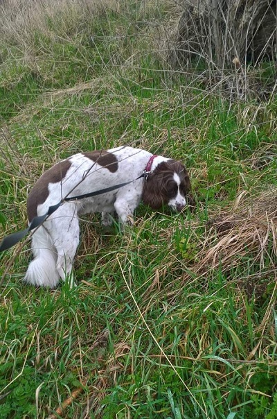 Long Evening Walks For Casper With His Amazing Host Theresa