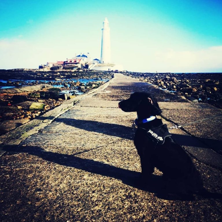 Molly At St Marys Lighthouse