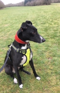 The Handsome Ernie Enjoying His Walk With Host Family Fiona, Steve And Willow Barking mad dog sitting home boarding colette crowley stratford upon avon warwick Barking mad dog sitting home boarding colette crowley stratford upon avon warwick