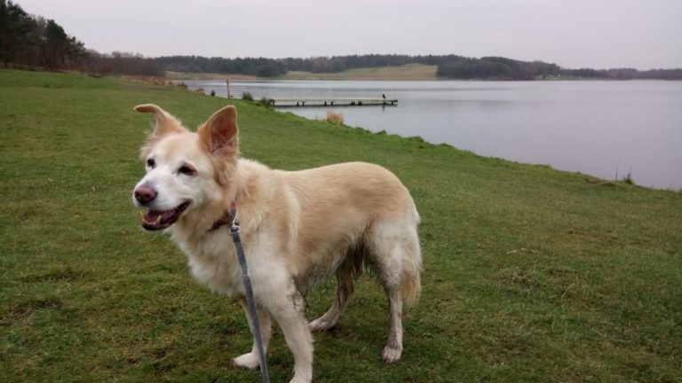 Tess at Druridge Bay Country Park northumberland dog sitters