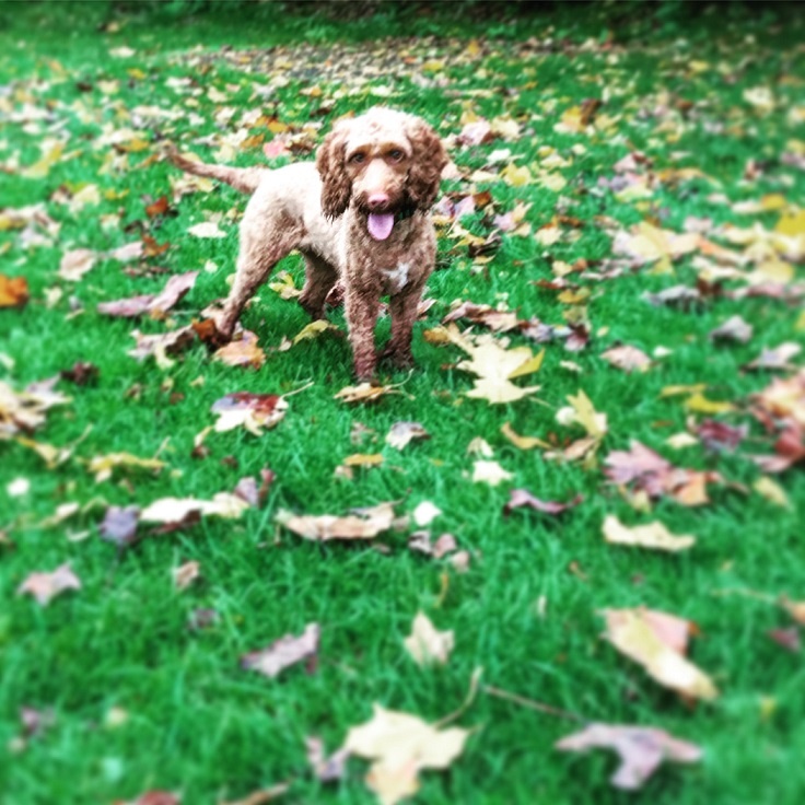 Autumnal Nellie