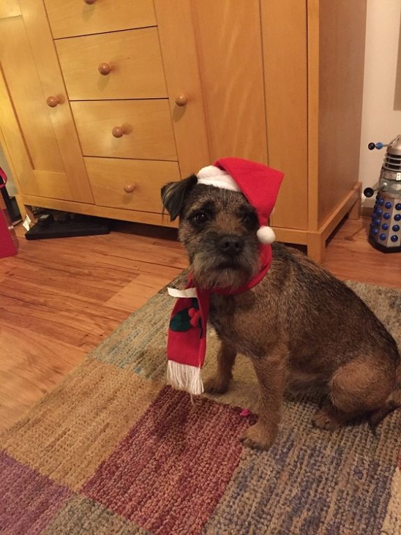 Barking Mad Christmas Dog Bob Home Boarding South Norwich