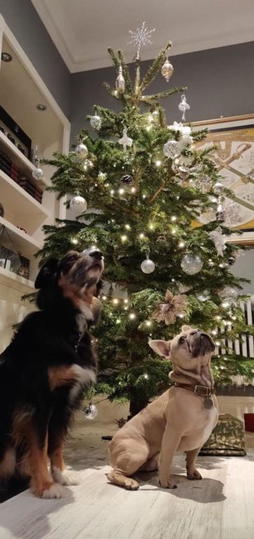 Barking Mad Cotswolds Dog Sitting Home Boarding Christmas Tree