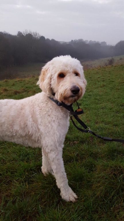 Barking Mad Dog Sitting Home Boarding Labradoodle Cotswolds